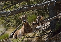 Mouflon de Corse_